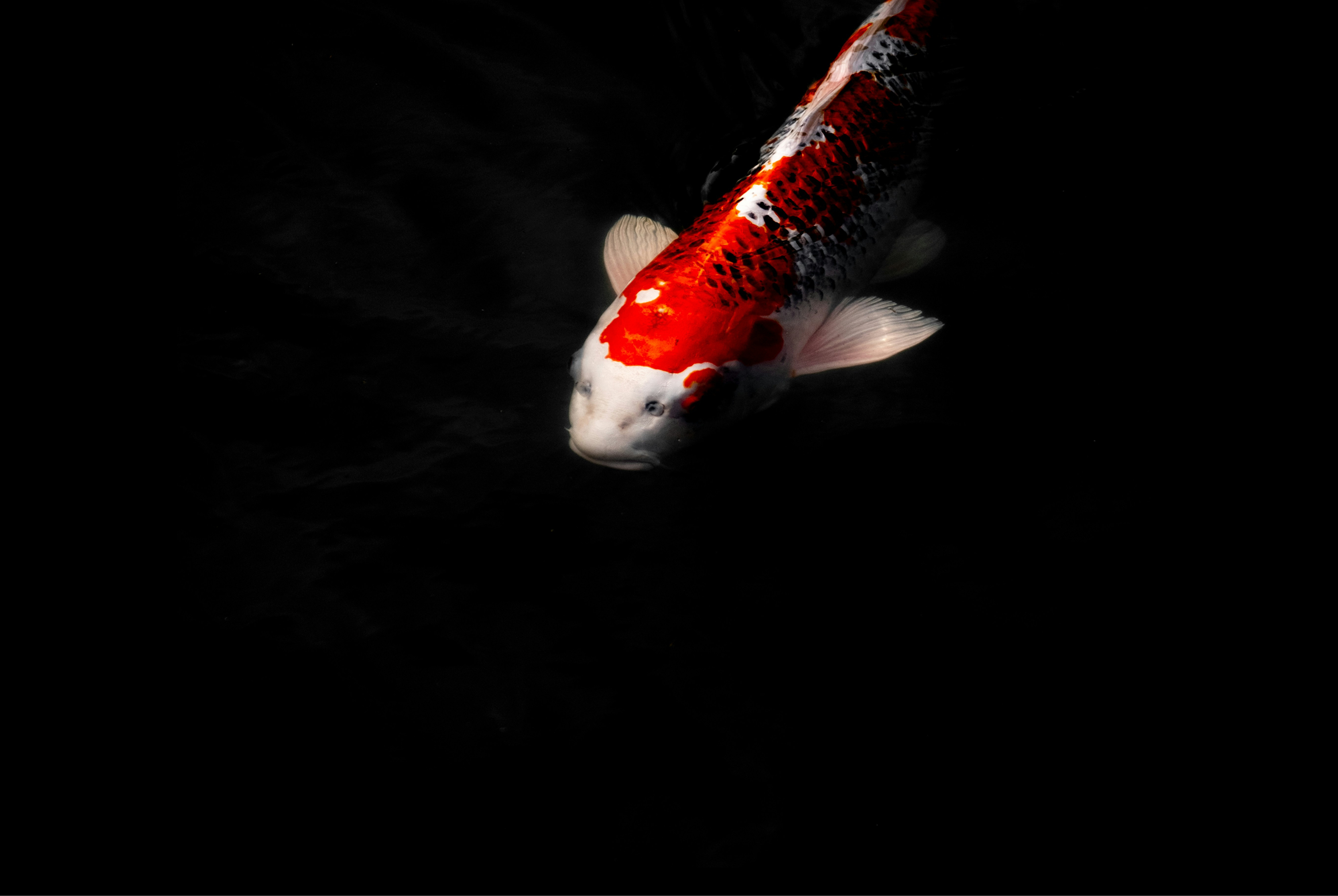 KoiMartFarm Background