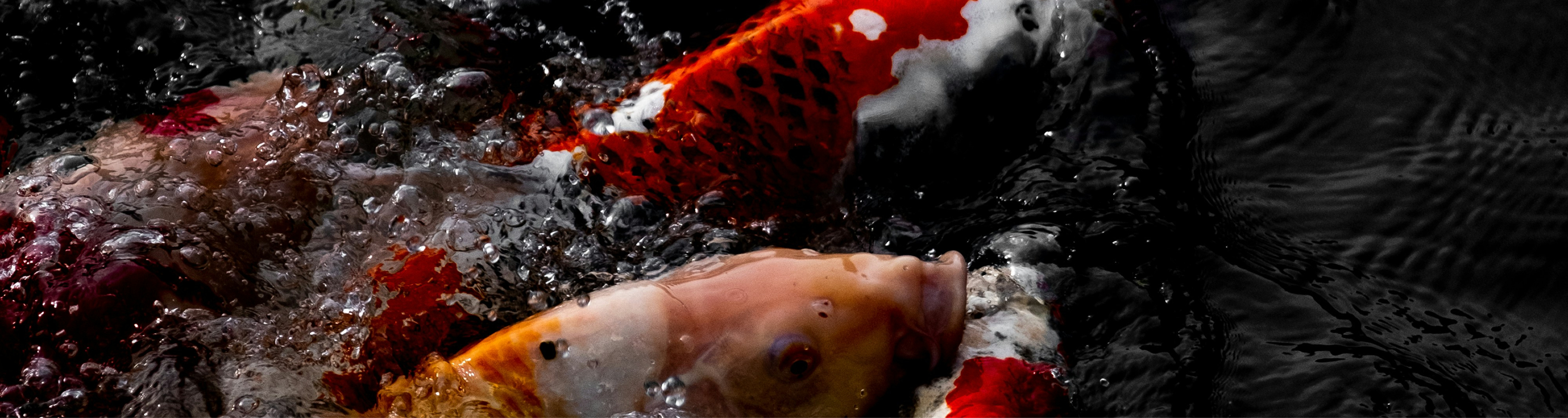 KoiMartFarm Background2