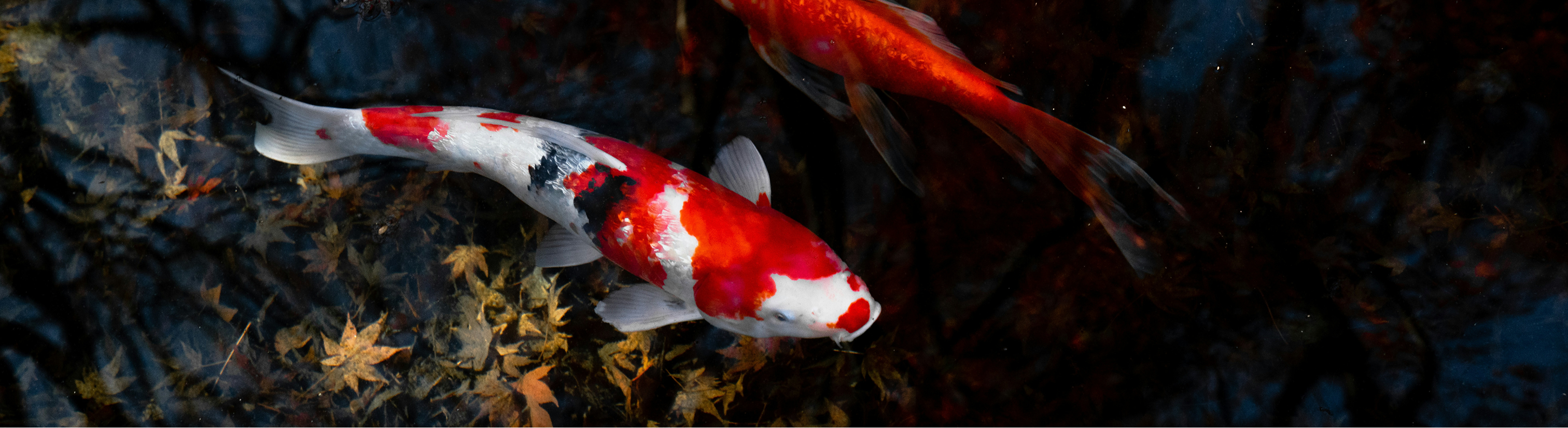 Koi Mart Farm Background