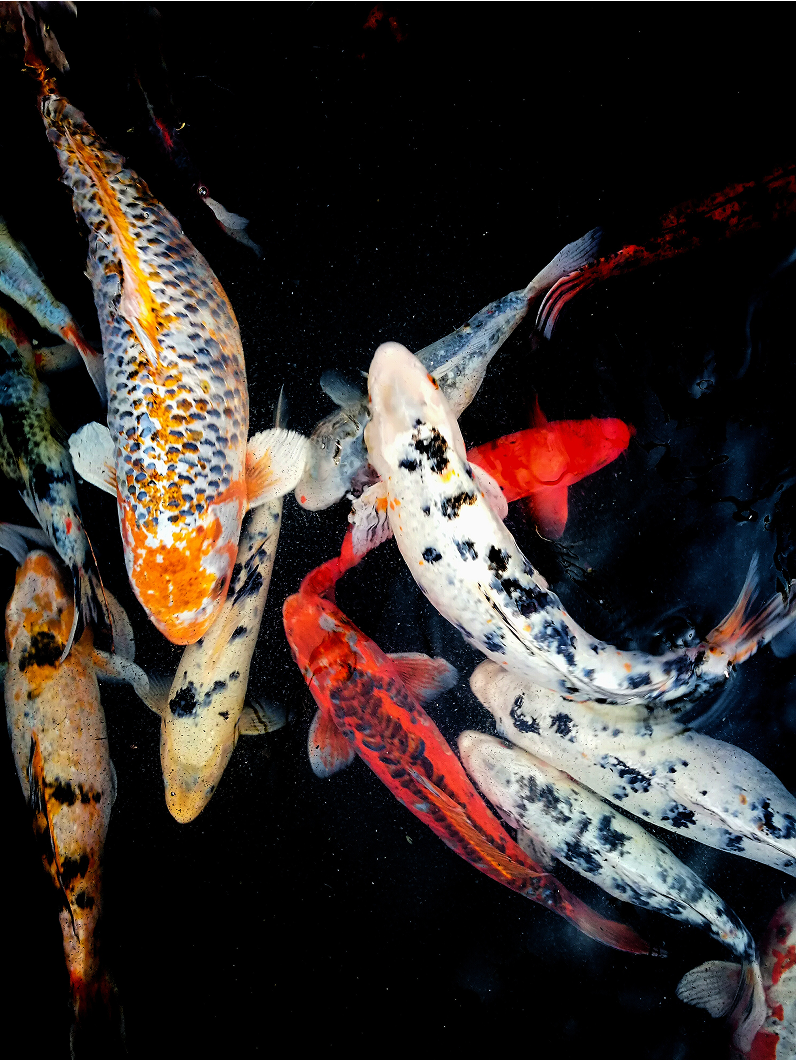 วิธีดูสี โครงสร้าง และเลือกลายให้โดนใจกรรมการ