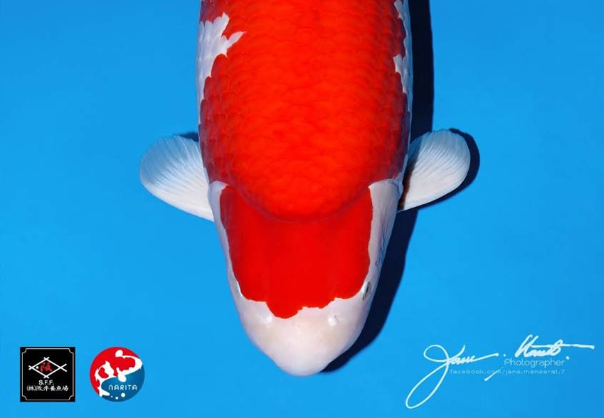 การเลือกปลาจากรูปร่างเราดูกันอย่างไรบ้าง