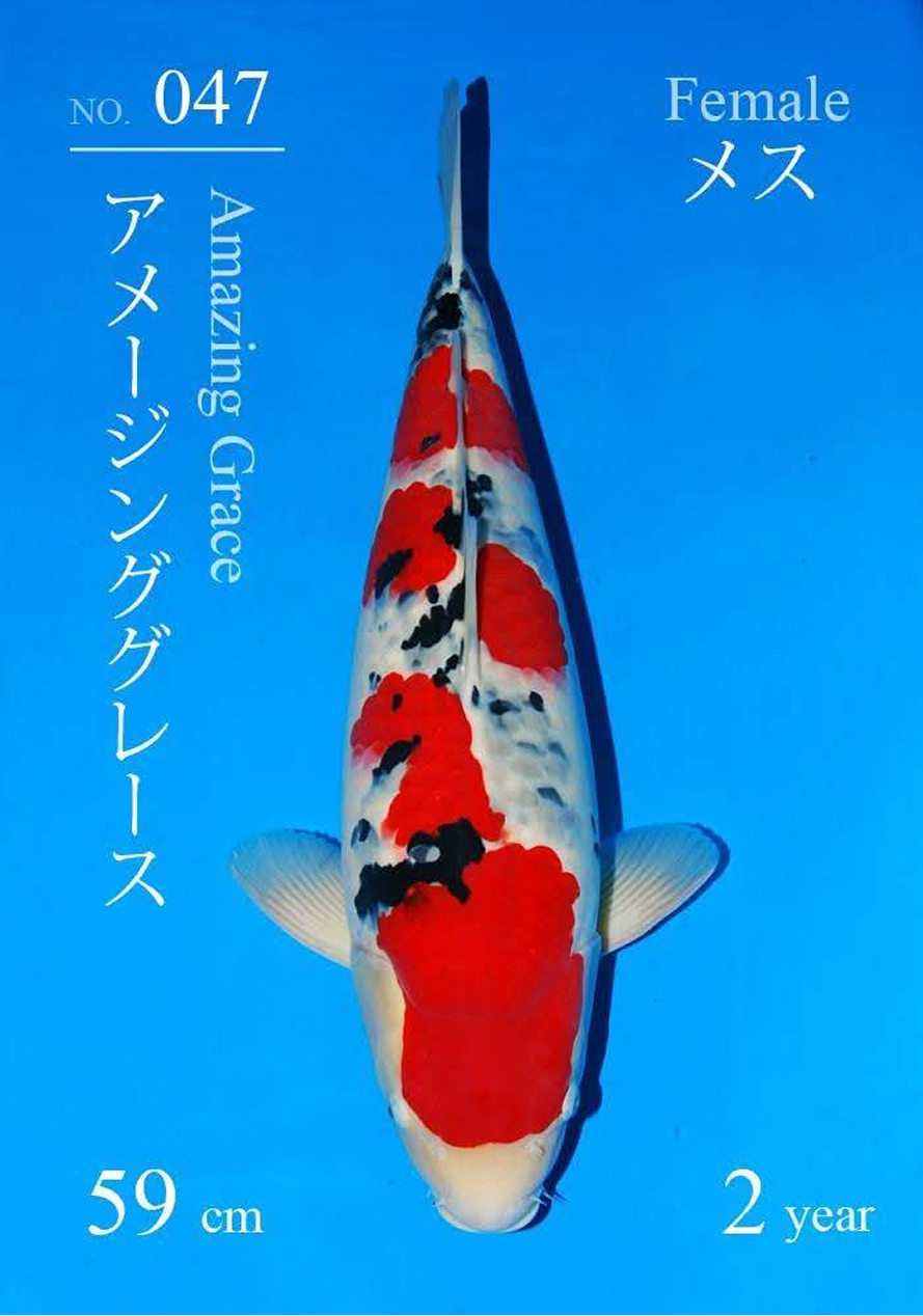 koi-hunting-tips-2-1