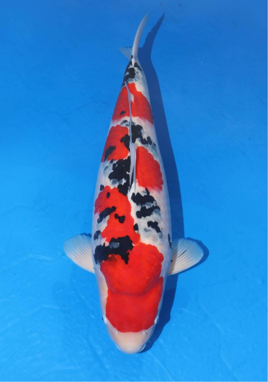 koi-hunting-tips-2-2