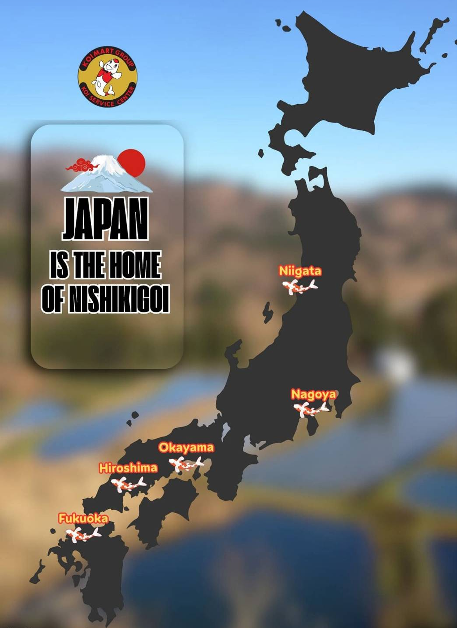 ไปตามหาปลาคาร์ฟที่ญี่ปุ่น ไปที่ไหนกันดี