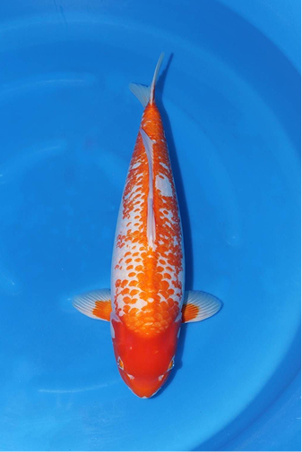 KoiMartFarm Background2