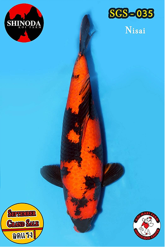 KoiMartFarm Background2