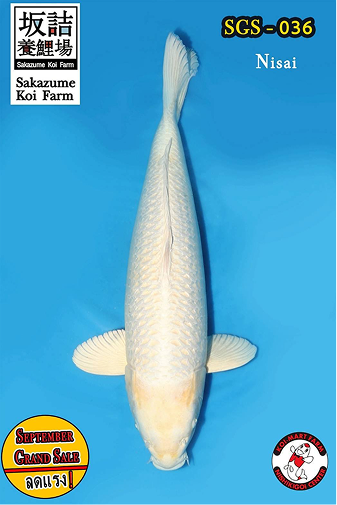 KoiMartFarm Background2