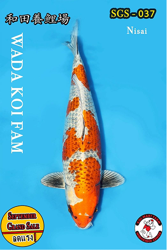 KoiMartFarm Background2