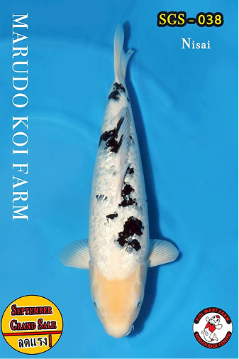 KoiMartFarm Background2