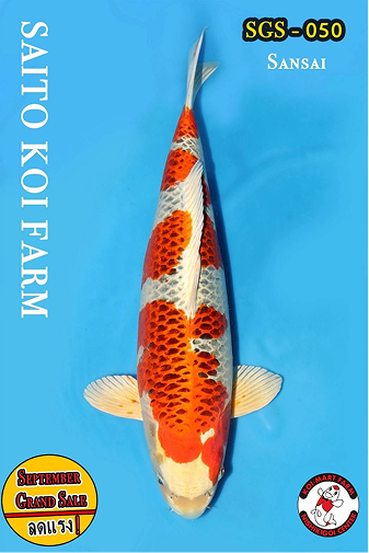 KoiMartFarm Background2