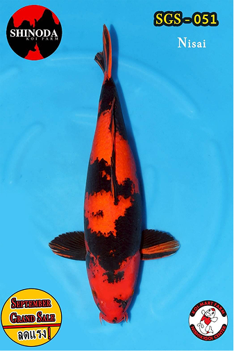 KoiMartFarm Background2