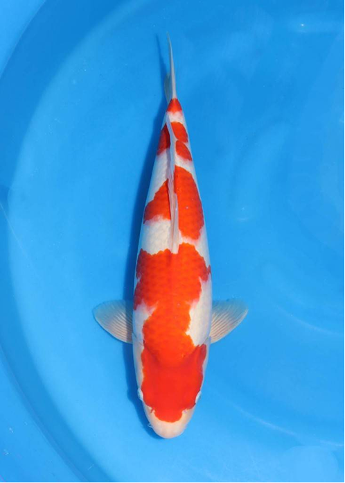 highlight-img-undefined