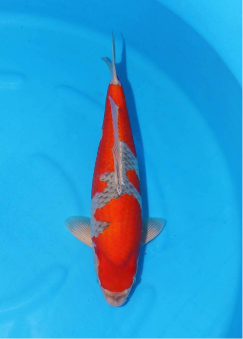 highlight-img-undefined