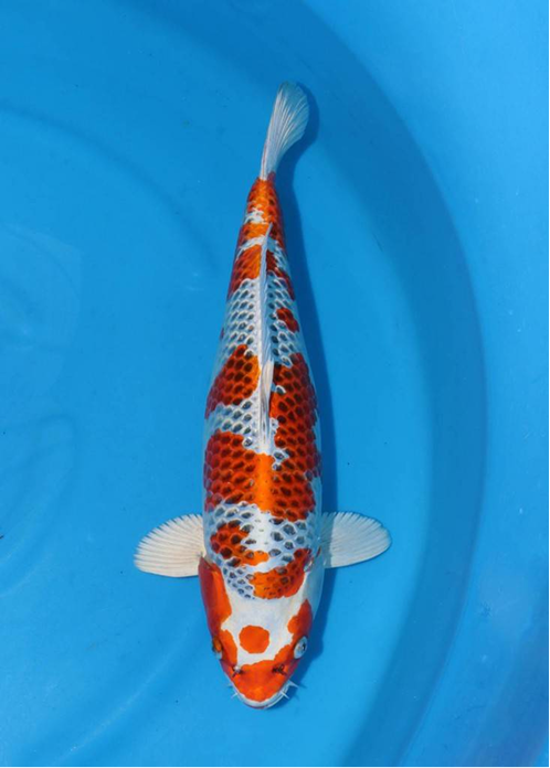 highlight-img-undefined