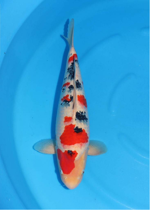 highlight-img-undefined