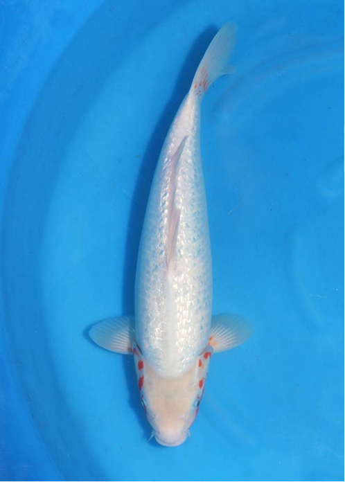 highlight-img-undefined