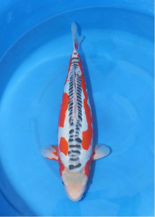 highlight-img-undefined