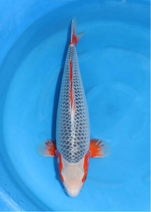 highlight-img-undefined