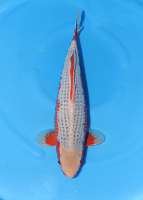 highlight-img-undefined