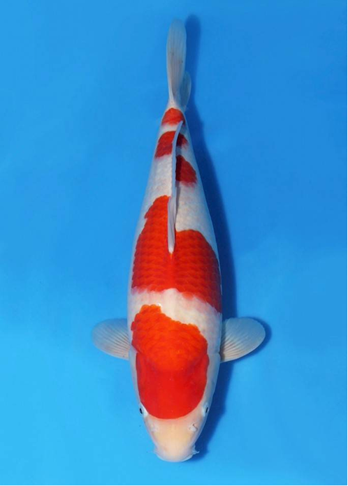 koi-appreciation-23