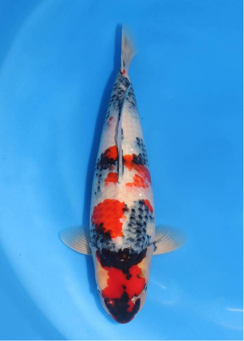 highlight-img-undefined