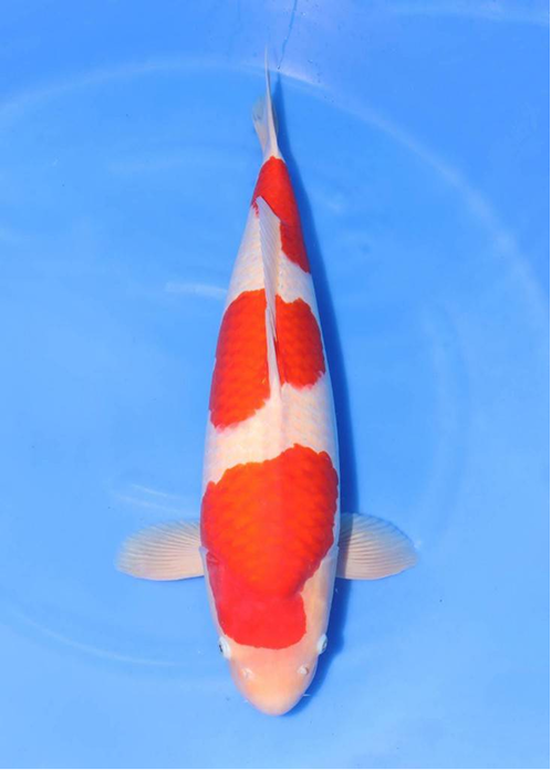 highlight-img-undefined