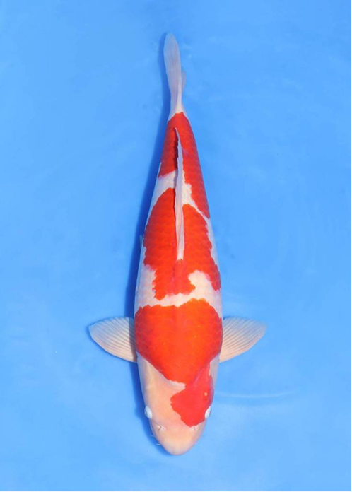 highlight-img-undefined