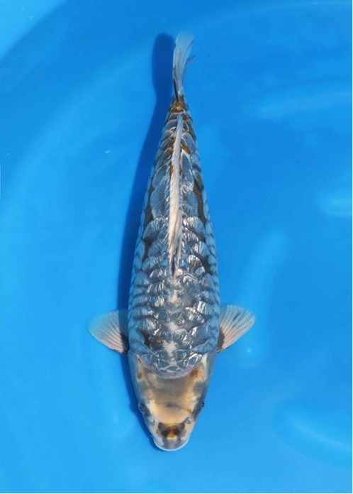 highlight-img-undefined