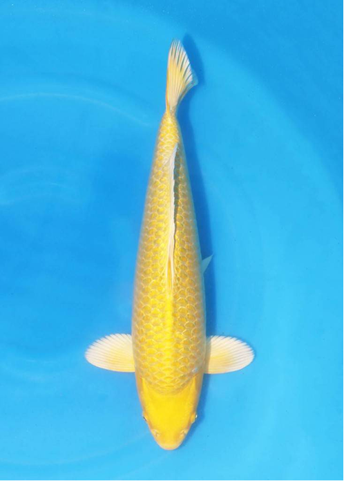 highlight-img-undefined