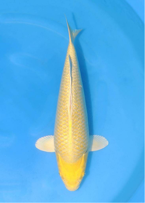 highlight-img-undefined