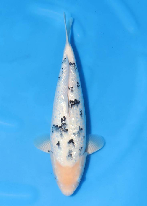 highlight-img-undefined